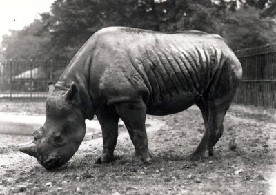African rhinoceros by Frederick William Bond